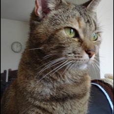 Huskat *¤*Bimse*¤* R.I.P