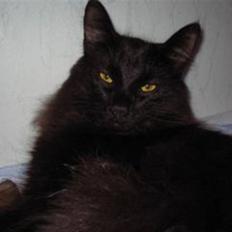 Norsk Skovkat GlowingStars Aries(Alice)