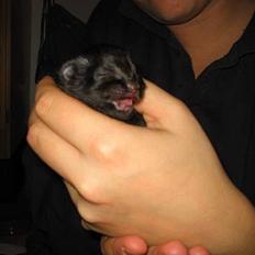 Norsk Skovkat GlowingStars Aries(Alice)