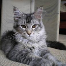 Maine Coon DK Dalibro's Mandalay Bay