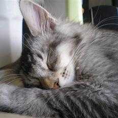 Maine Coon DK Dalibro's Mandalay Bay