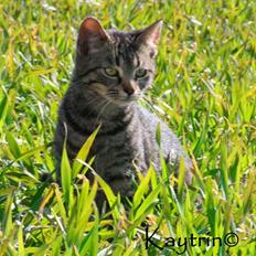 Blanding af racer Lille Bror -Forsvundet:'(