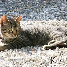 Blanding af racer Lille Bror -Forsvundet:'(