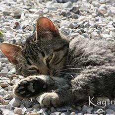 Blanding af racer Lille Bror -Forsvundet:'(