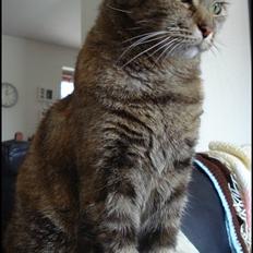 Huskat *¤*Bimse*¤* R.I.P