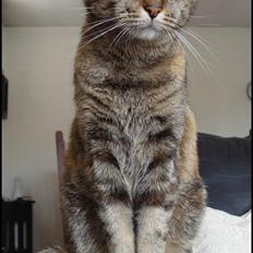 Huskat *¤*Bimse*¤* R.I.P