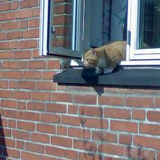 Blanding af racer Oscar