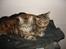 Blanding af racer Kisser *R.I.P* - Mor og datter hygger