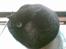 Huskat plet