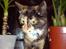 Huskat * Kylle * - Fine, specielle Kylle :b 