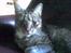 Huskat Miver