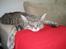 Maine Coon Bufas