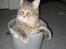 Maine Coon Bufas - Nu er jeg vist helt på spanden;o)