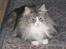 Norsk Skovkat Fluffy - Fluffys navn passer godt til dens pels idet pelsen er meget tynd og let