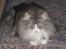 Norsk Skovkat Fluffy