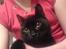 Huskat Mille (NKH's kat) - se lige mit baby face<3