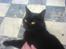 Huskat Mille (NKH's kat) - aaaaa her ligger jeg jo godt=)