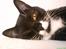 Blanding af racer - British shorthair :Nico - Efter et par timers leg...
