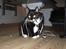 Blanding af racer - British shorthair :Nico - Happy newyear...