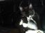 Blanding af racer - British shorthair :Nico - Er lige i bad...
