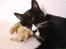 Blanding af racer - British shorthair :Nico - Og nu, en lille lur...