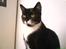 Blanding af racer - British shorthair :Nico - THE KING... :)