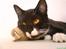 Blanding af racer - British shorthair :Nico - mmmh, min puttebamse :)