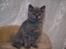 British Shorthair Fysse *RIP*