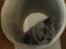 British Shorthair Fysse *RIP*