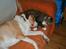 Blanding af racer Kylling - Kylling og Bailey putter altid sammen i sofaen,