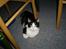 Huskat Gigi d'Agostino (død)