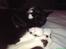 Blanding af racer - British shorthair :Nico - Zzzzz...