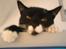 Blanding af racer - British shorthair :Nico - Hej mor...