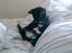 Blanding af racer - British shorthair :Nico - Tykkemis...