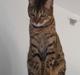 Bengal Mus