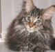 Maine Coon Sylvester