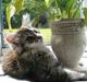 Maine Coon DK Dalibro's Mandalay Bay