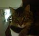 Maine Coon Line *Aflivet d.27/3-07*