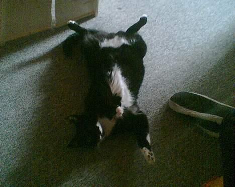 Huskat gizmo (giga) - stille jeg sover billede 1