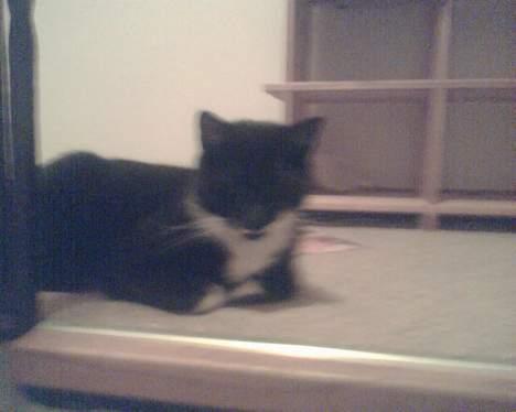 Huskat gizmo (giga) billede 2