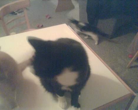 Huskat gizmo (giga) billede 3