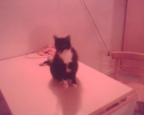 Huskat gizmo (giga) billede 4