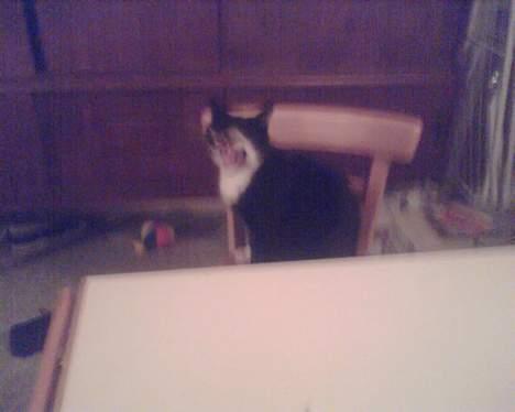 Huskat gizmo (giga) billede 5