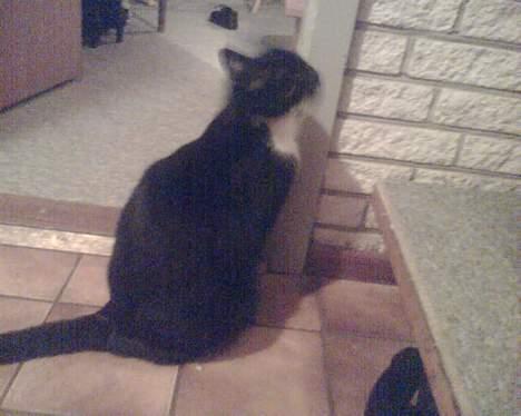 Huskat gizmo (giga) billede 6