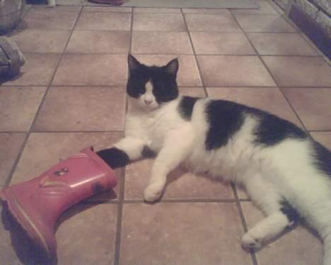 Huskat mimi billede 1