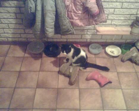 Huskat mimi billede 2