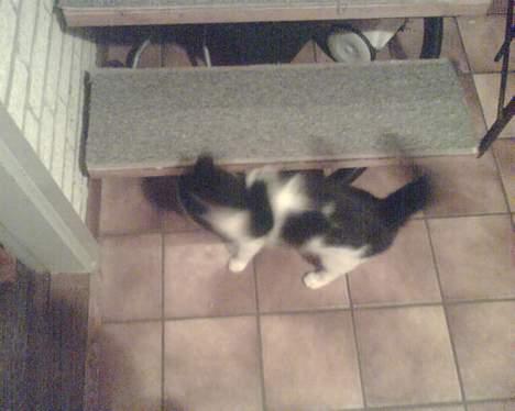 Huskat mimi billede 3