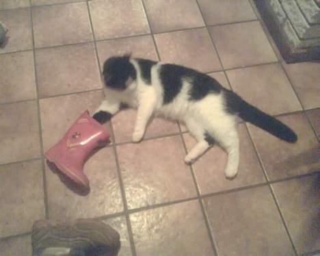 Huskat mimi billede 4