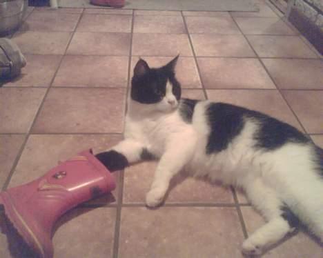 Huskat mimi billede 5