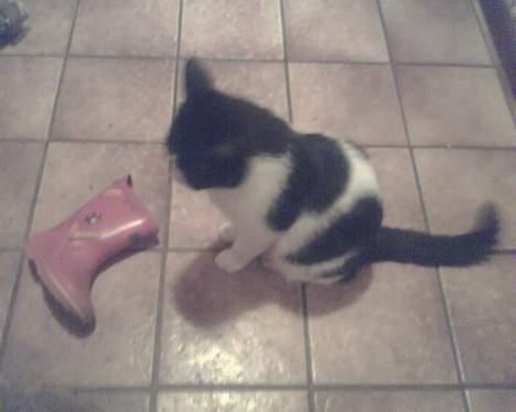 Huskat mimi billede 6